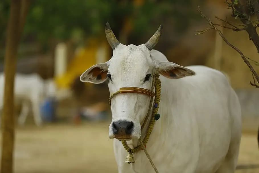 Godhaar Cattle Recognition